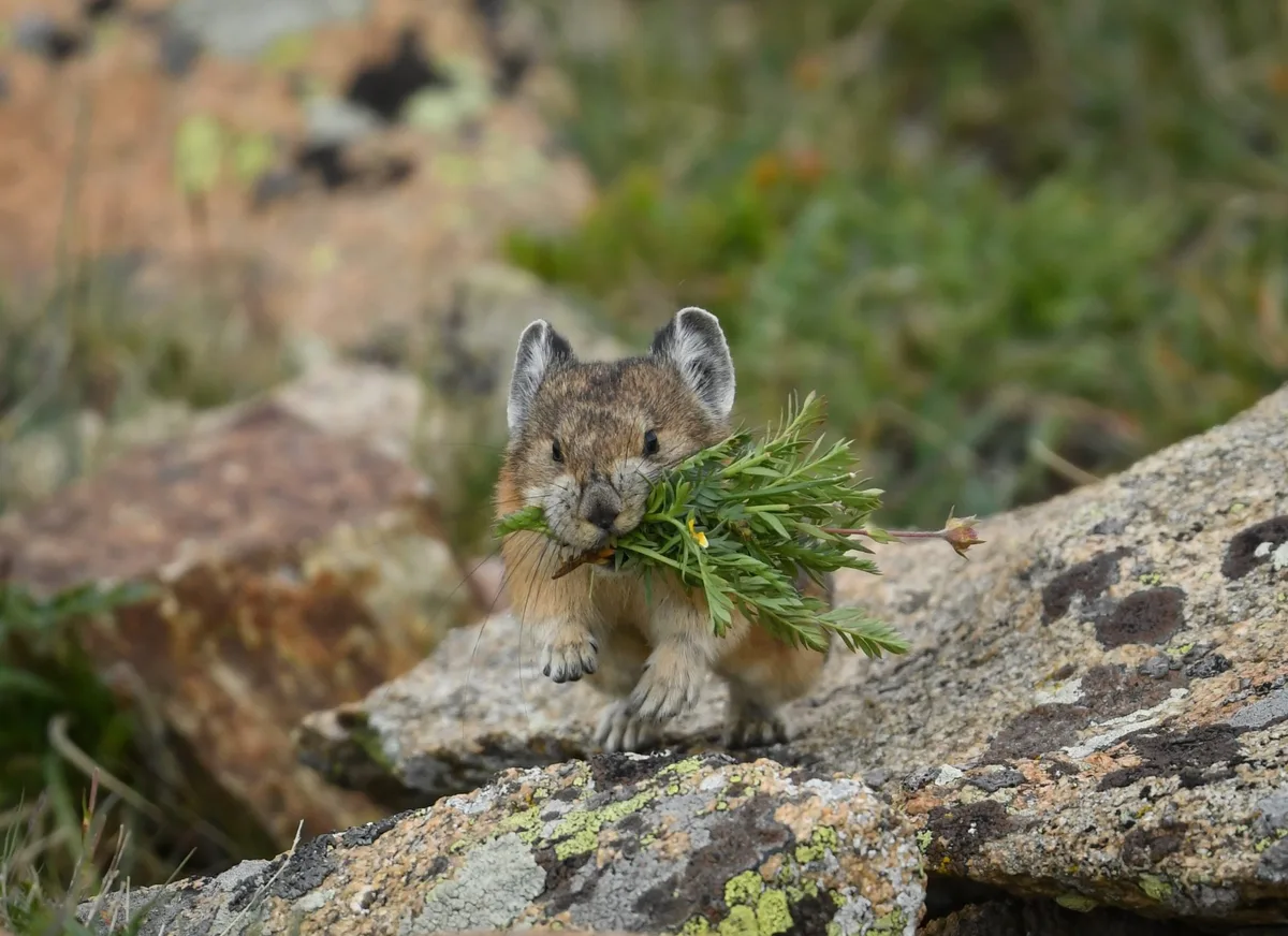 American pika