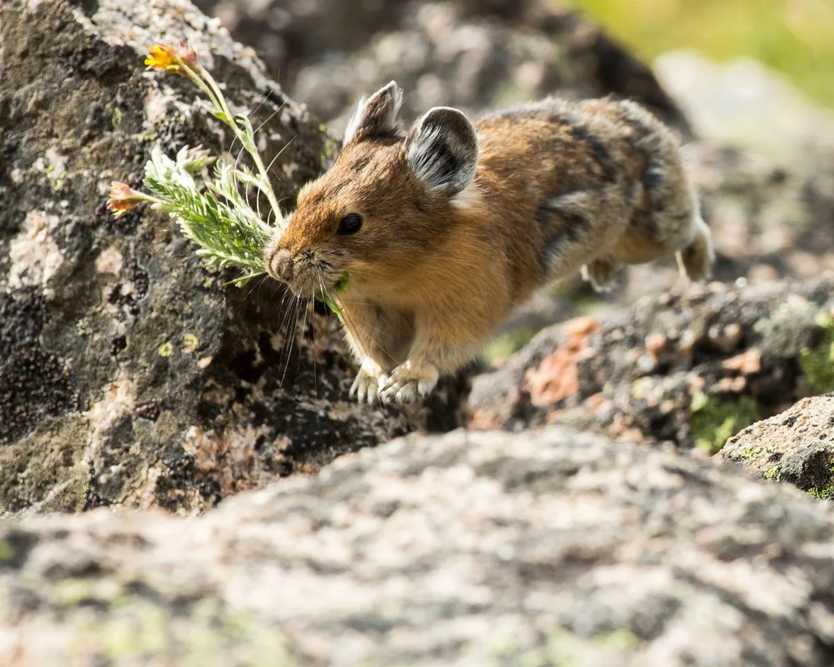 American pika haying alpine avens