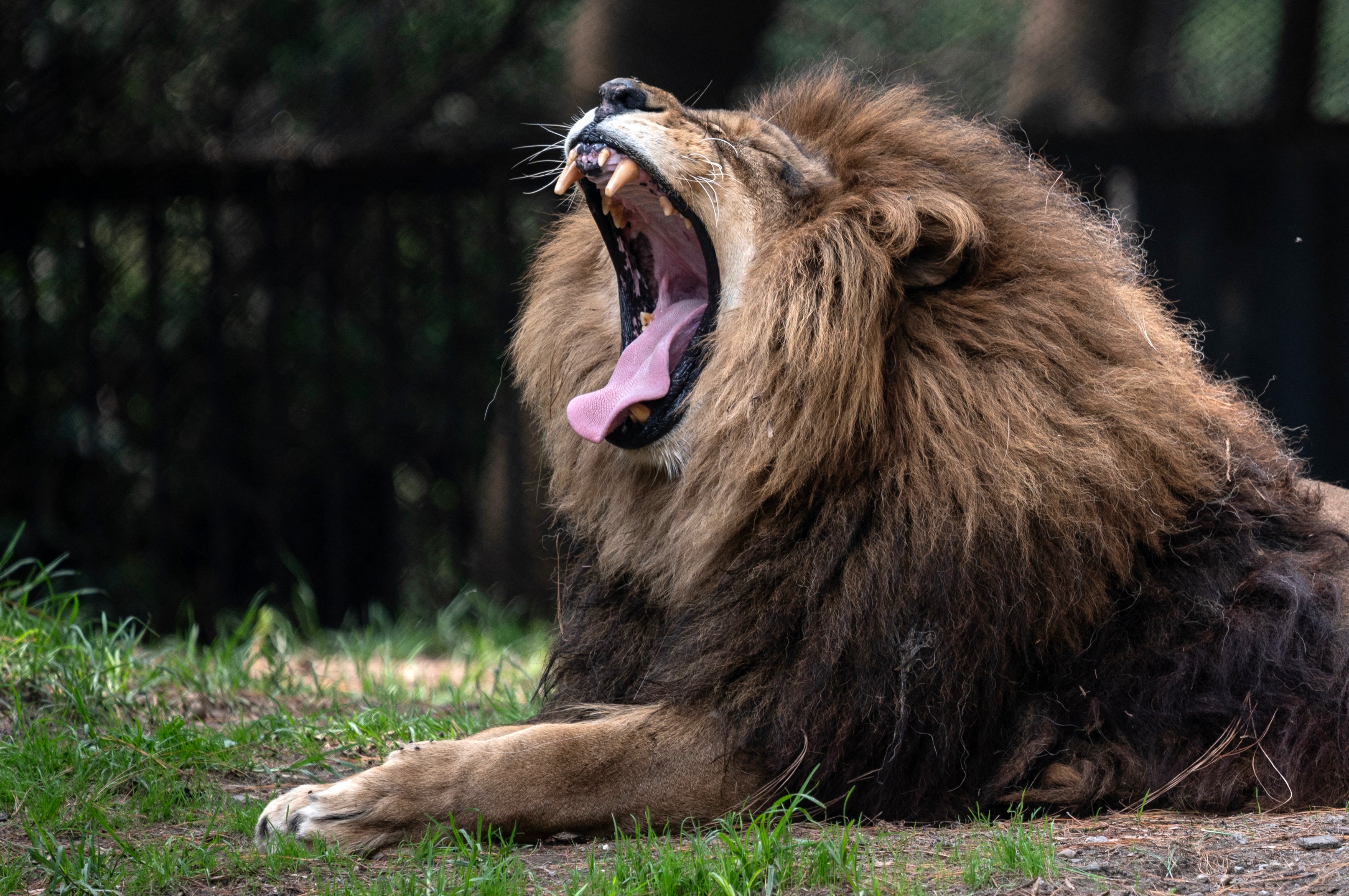 An African lion sits in inside its enclosure at the Chapultepec Zoo in Mexico City