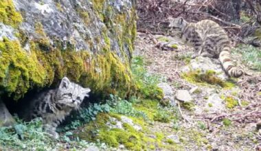 Trail Camera Captures Elusive Mountain Cat Family That Lives High Up in the Andes