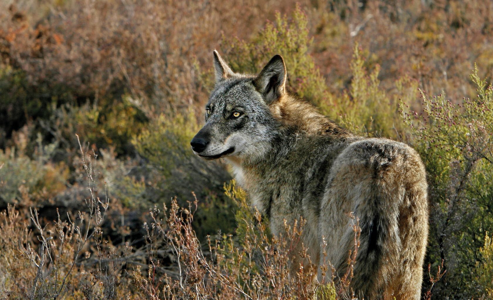 22 wolf attacks this year