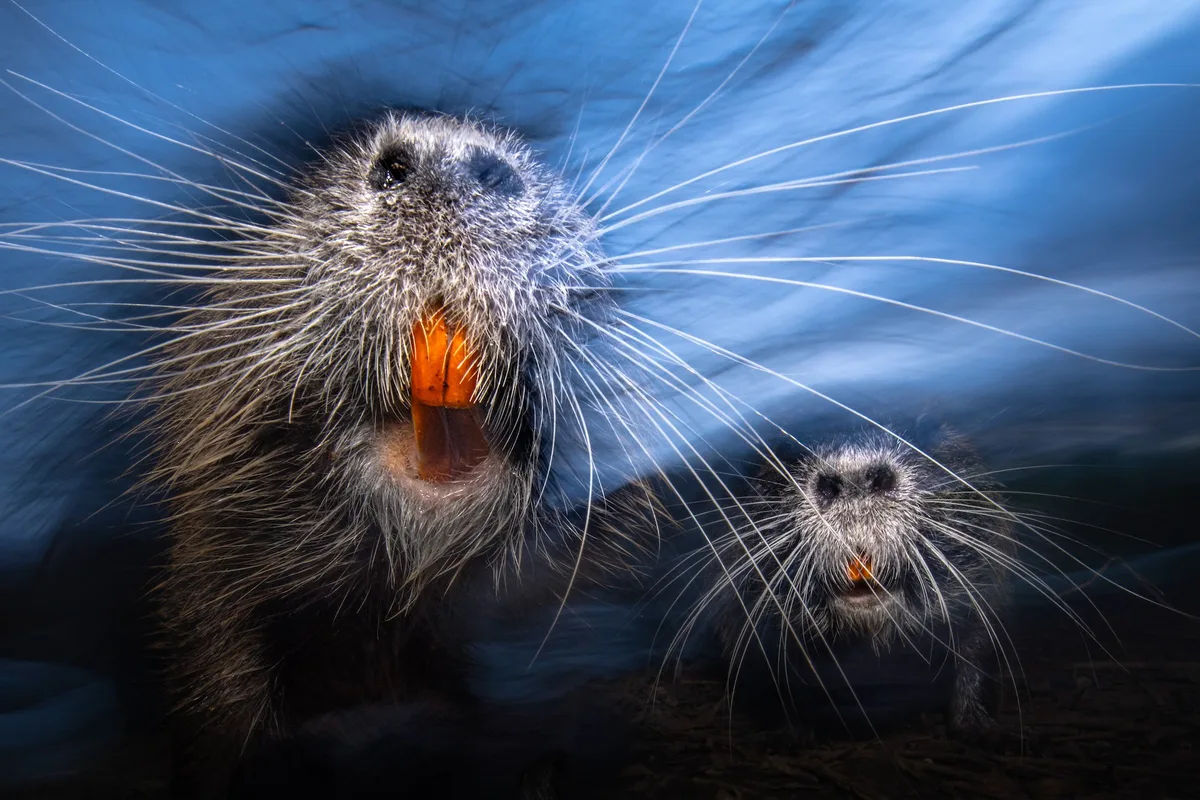 Animals-Luca Lorenz-Whiskers-CUPOTY 7