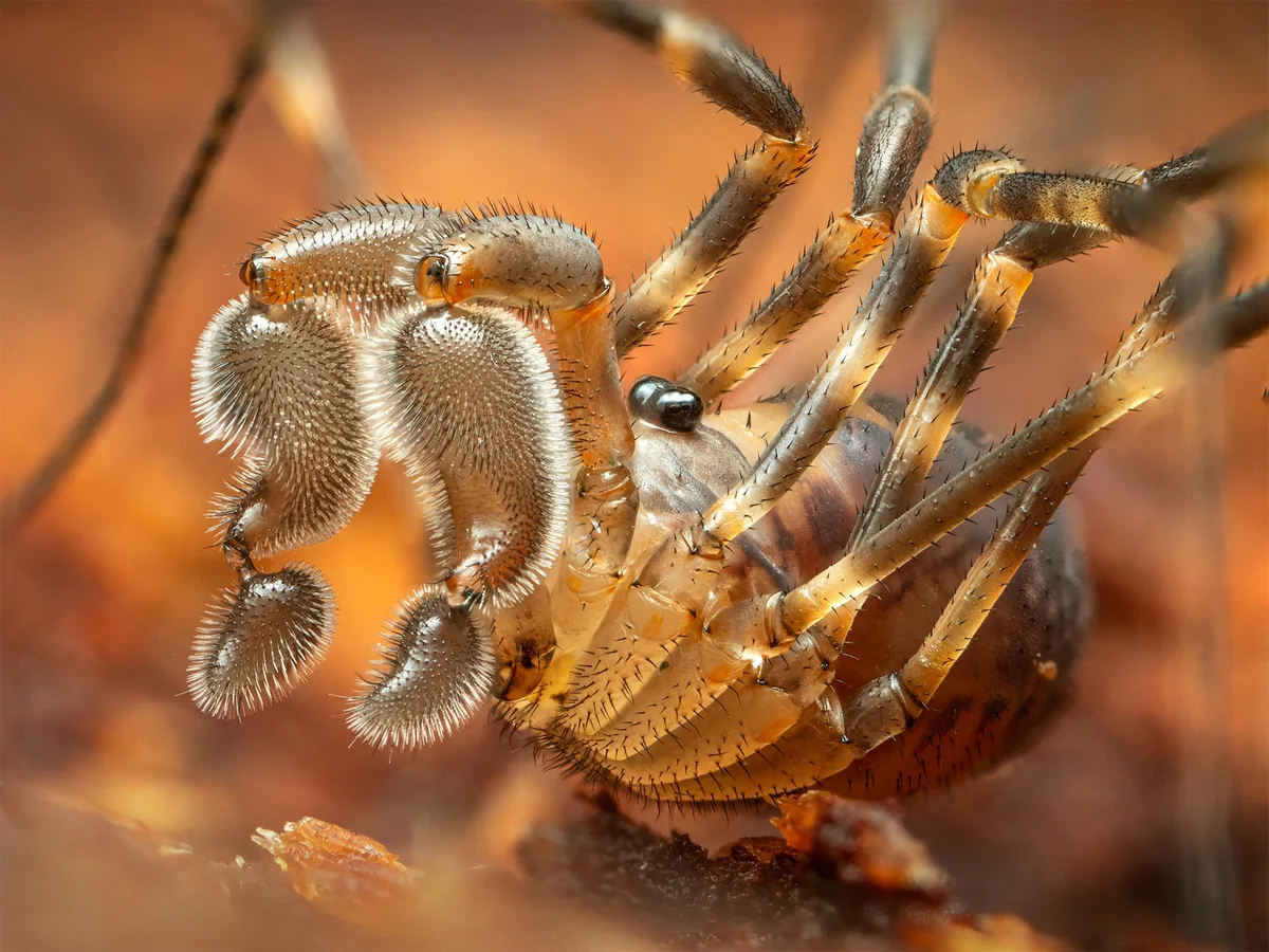 Arachnids-Justin Chan-Pumpkin Spice-CUPOTY 7