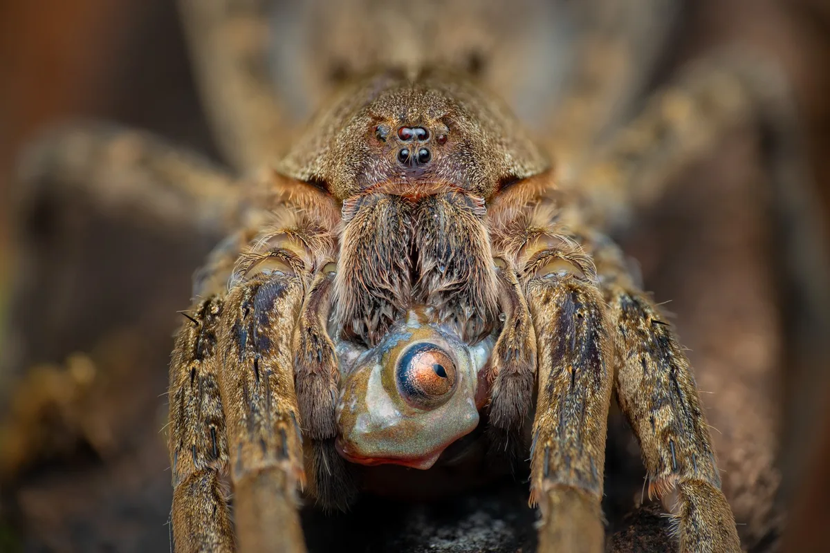 Arachnids-Laurent Hesemans-Price of Living-CUPOTY 7