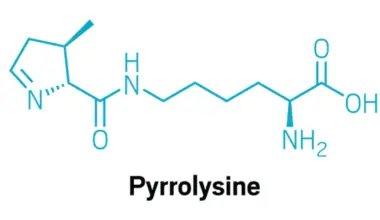 These archaea built a distinct genetic code to put pyrrolysine in proteins