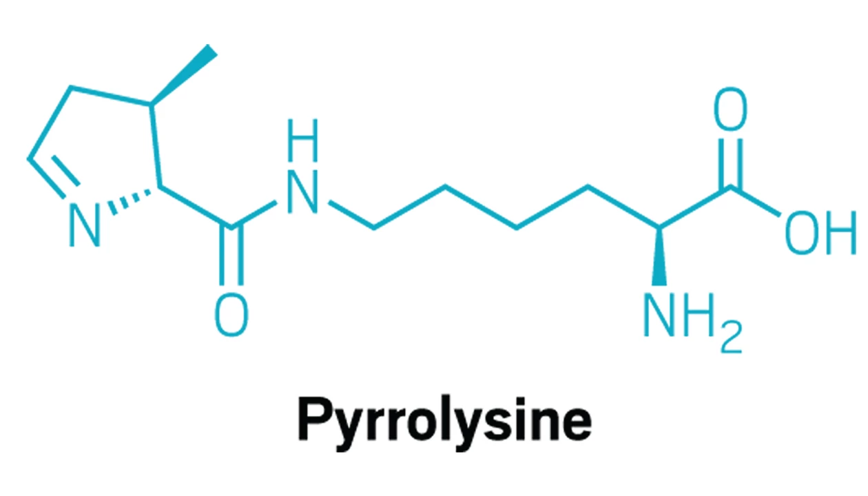 These archaea built a distinct genetic code to put pyrrolysine in proteins
