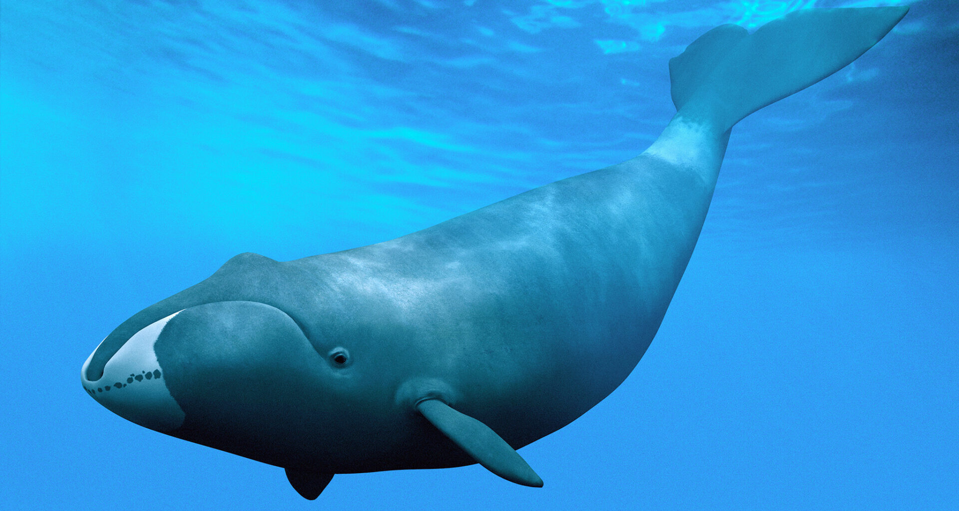 Why Do Bowhead Whales Live 200 Years? Scientists Find An Answer, But Can It Help Humans?