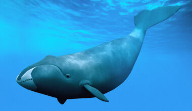 Why Do Bowhead Whales Live 200 Years? Scientists Find An Answer, But Can It Help Humans?