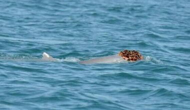 sea-sponge hats — scientists say it may be underw