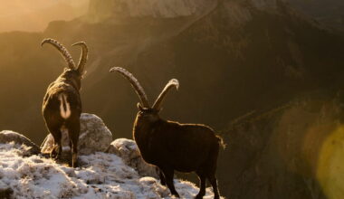 Two male ibex in front of Mont Aiguille in the Dauphiné Alps, France.