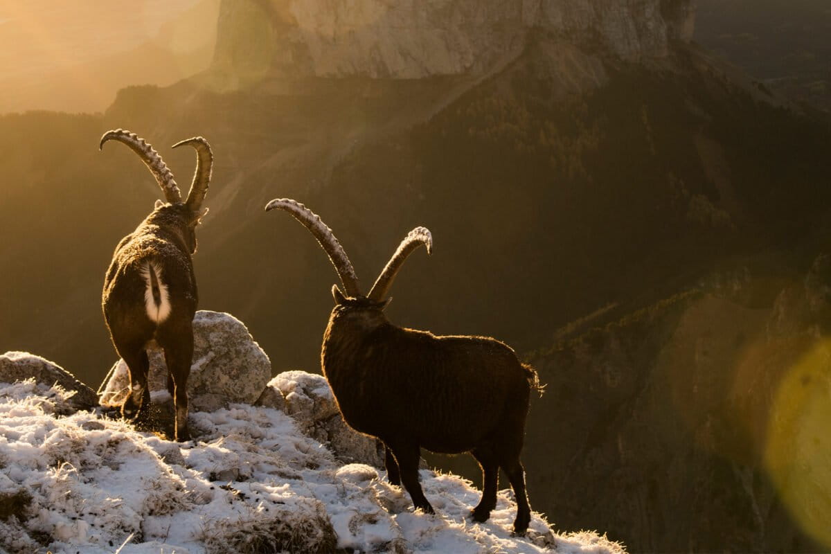 Two male ibex in front of Mont Aiguille in the Dauphiné Alps, France.