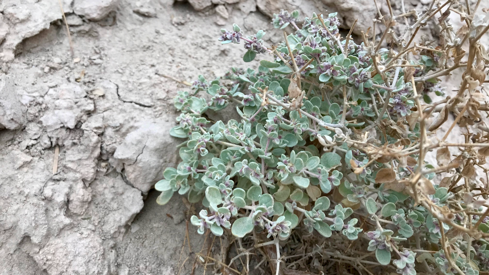 T. oblongifolia growing in Death Valley, California.