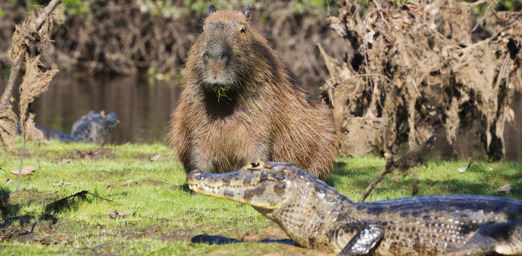 Another capybara and caiman duo. Another capybara and caiman duo.