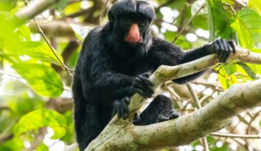 This monkey has dagger-like teeth and the bite strength of a jaguar. Combined, it's one of the Amazon's most powerful tools