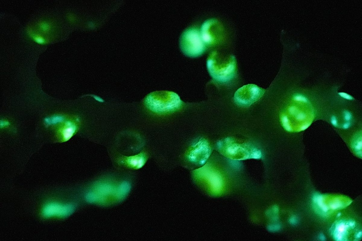 Green lights found in 385m-deep sea cave in Japan. They've never been seen before