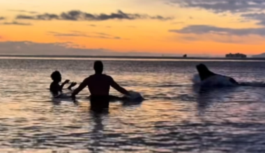‘I was scared’: Lunging sea lion interrupts cold plunge on Vancouver Island - CTV News