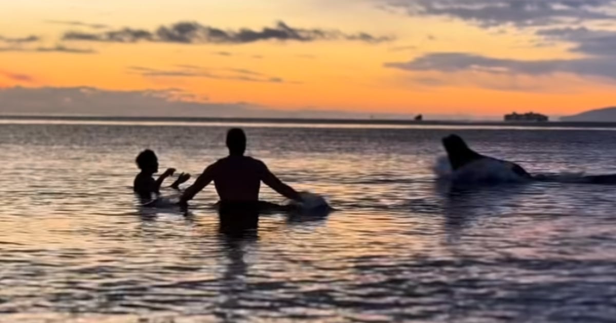 ‘I was scared’: Lunging sea lion interrupts cold plunge on Vancouver Island - CTV News