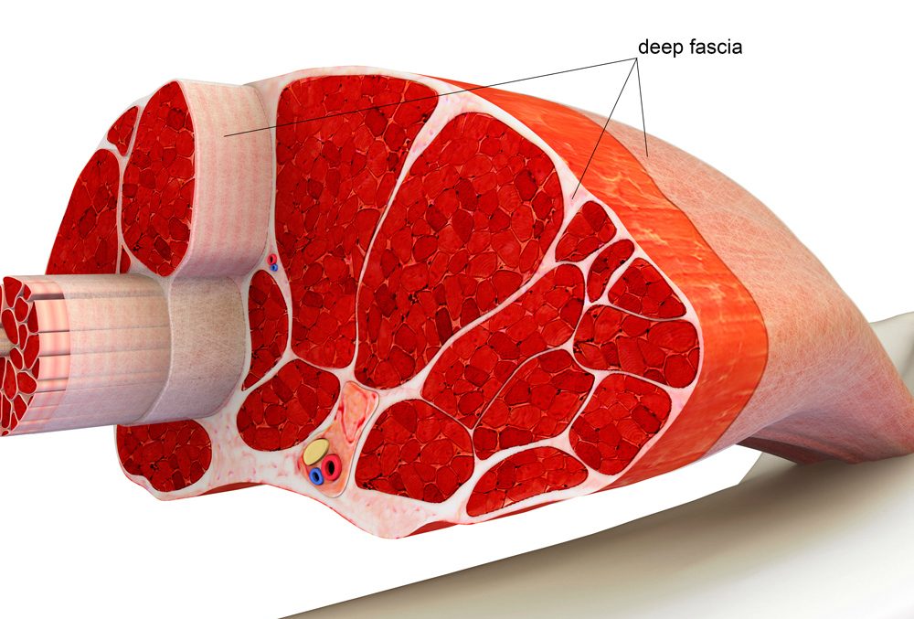 A color graphic shows the inside of a muscle with black lines pointing out specific portions that connect back to the text label "deep fascia".