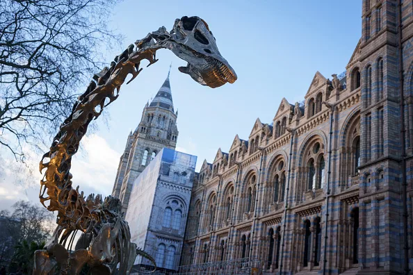 Diplodocus dinosaur skeleton at Natural History Museum