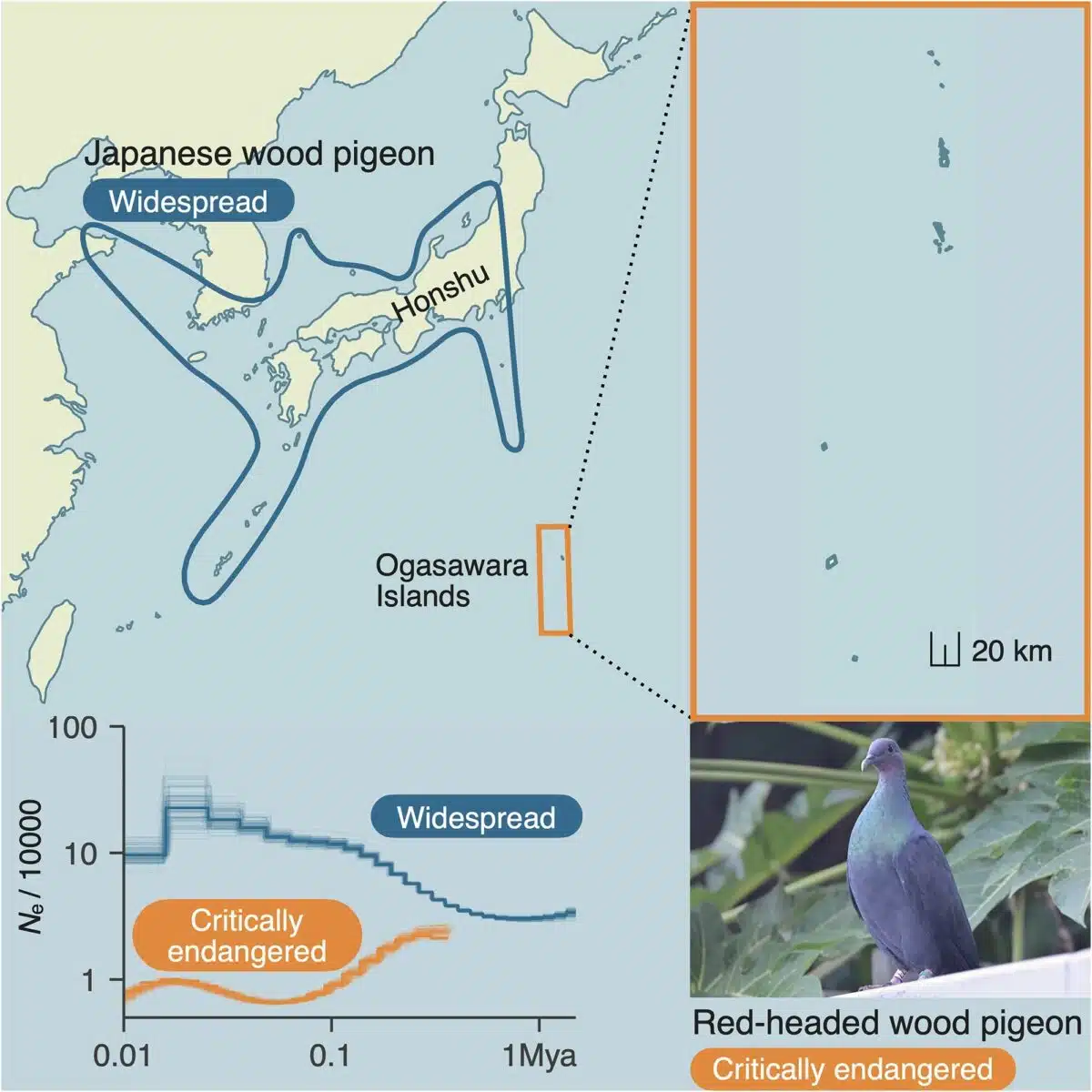 Distribution And Population History Of The Critically Endangered Red Headed Wood Pigeon (columba Janthina Nitens) And The Widespread Japanese Wood Pigeon (c. J. Janthina)