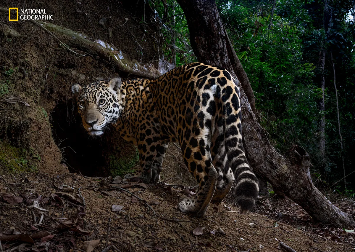 A Jaguar big cat turns towards the camera.