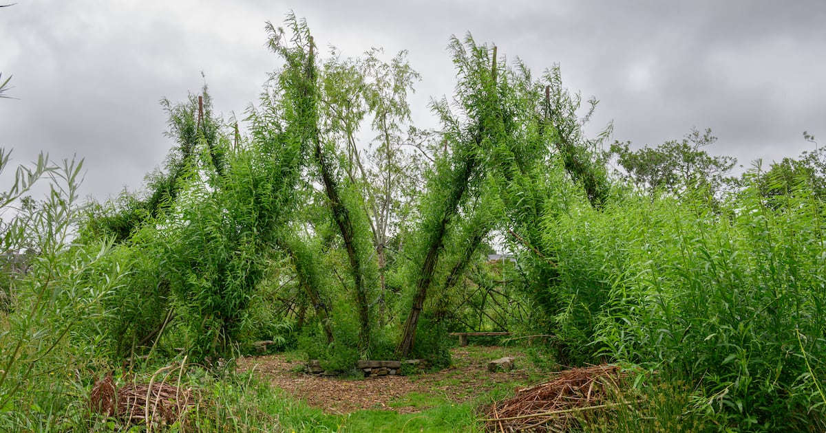 Medicinal properties of nature not to be underestimated – The Irish Times