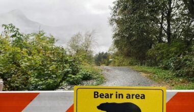 Four captured grizzlies not linked to attack on B.C. schoolchildren: officials - CTV News