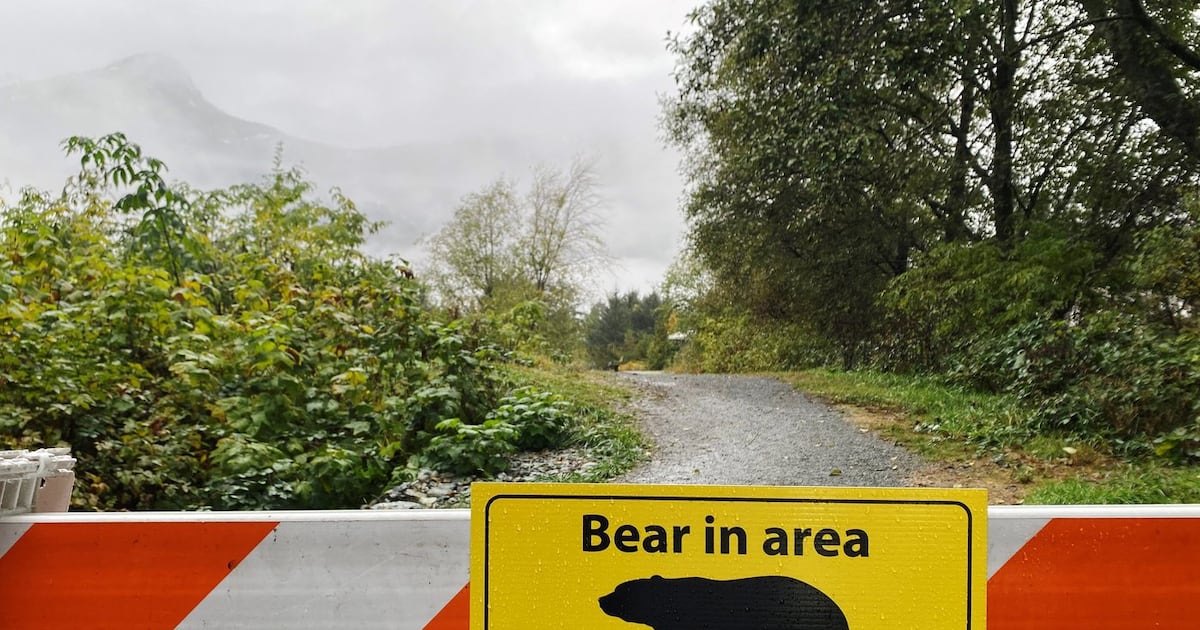 Four captured grizzlies not linked to attack on B.C. schoolchildren: officials - CTV News