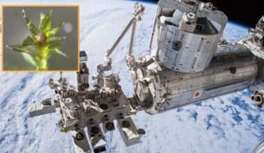 a photo of the ISS with an inset box showing a close-up of moss