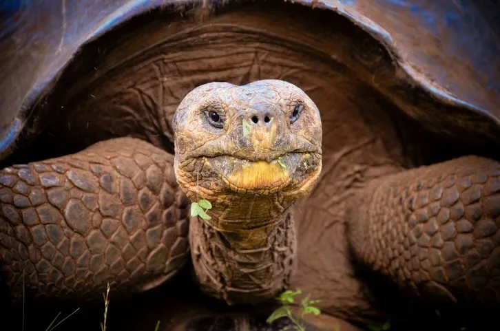 Galapagos giant tortoise