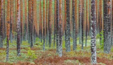 EU countries deadlocked over changes to deforestation rules