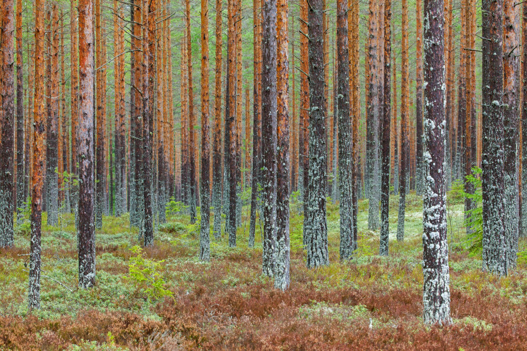 EU countries deadlocked over changes to deforestation rules