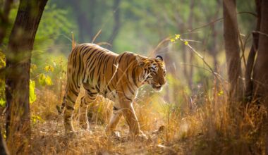 Tiger trafficking crisis reaches unprecedented levels as wild species plummets from 100,000 a century ago to 5,500 at most