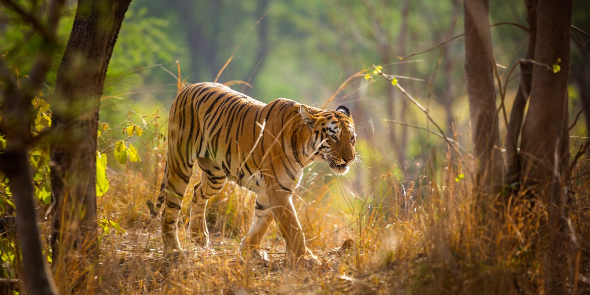 Tiger trafficking crisis reaches unprecedented levels as wild species plummets from 100,000 a century ago to 5,500 at most