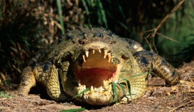 10 biggest reptiles on the planet, from giant turtles the size of cars to snakes as long as double decker buses