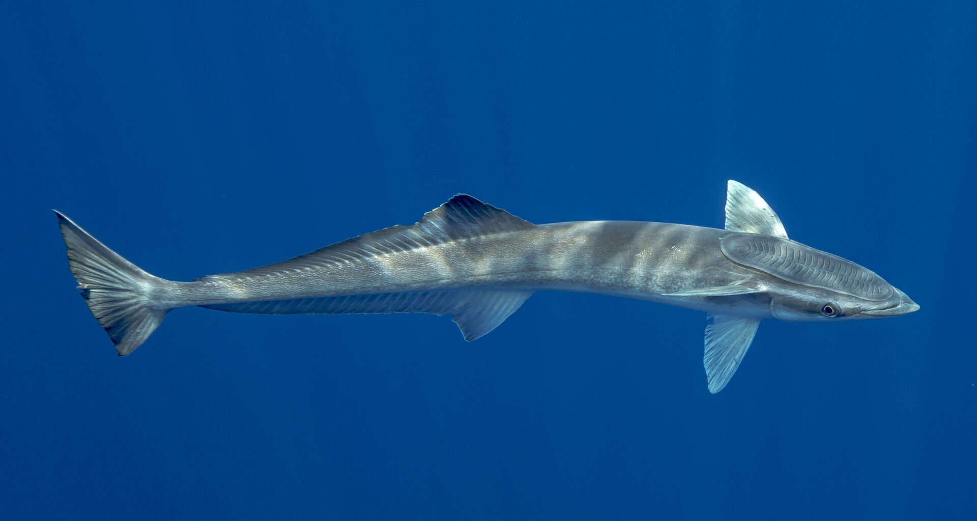All aboard the remora rollercoaster – camera tags capture wild humpback rides