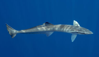 All aboard the remora rollercoaster – camera tags capture wild humpback rides
