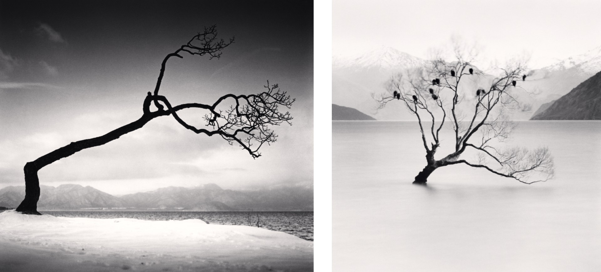 A diptych featuring two black and white landscapes, the left showing a solitary, windswept tree by a snow-covered lake, and the right depicting the famous "That Wanaka Tree" emerging from water with birds perched on its branches.