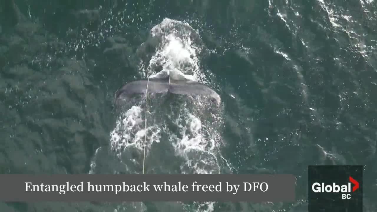 Click to play video: 'Humpback whale freed from rope off coast of Nanaimo'