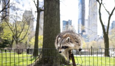 a raccoon on a fence in Central Park with a view of the NYC skyline in the background