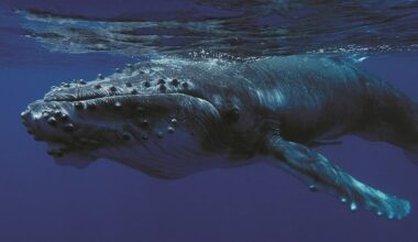 Humpback Whale Euthanized on an Oregon Beach After Crab Line Entanglement
