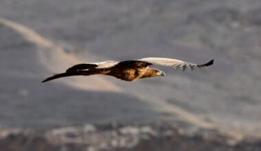 White-tailed eagle sighted in Saudi Arabia for first time in 20 years