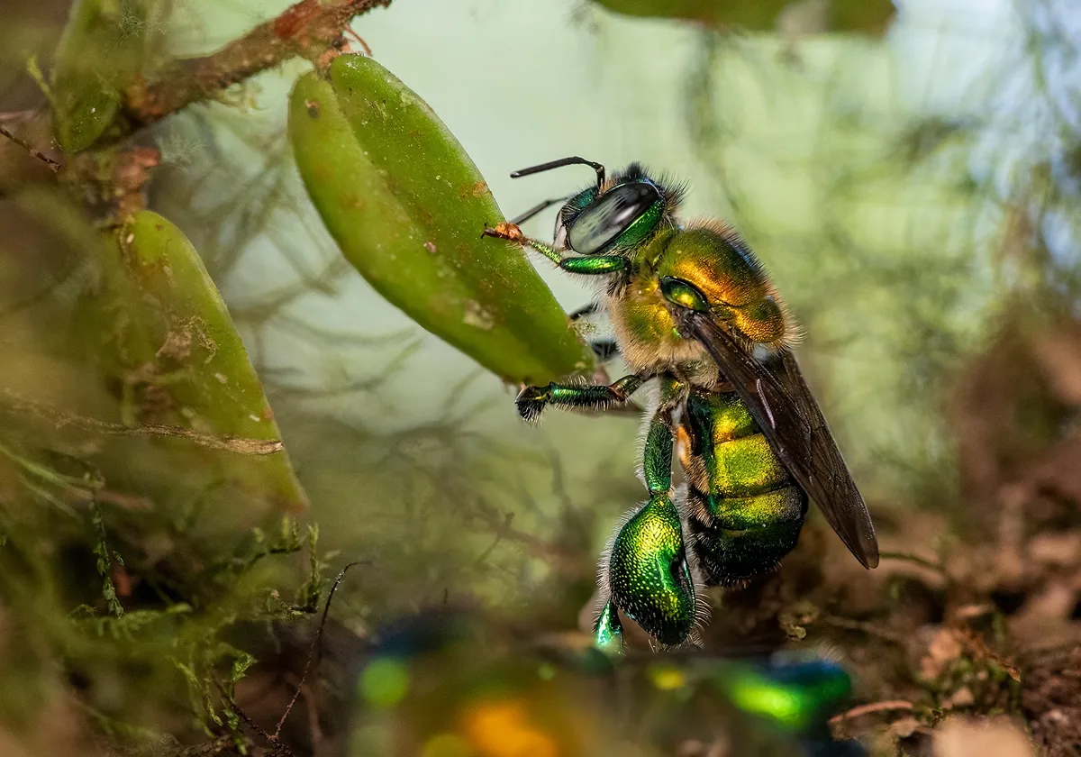 Insects-Clay Bolt-Orchid Bee Colombia-CUPOTY 7