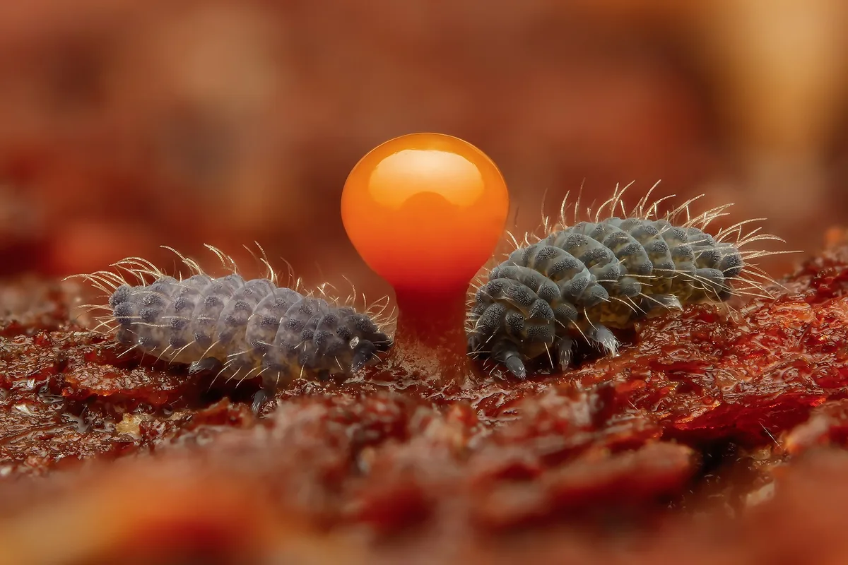 Insects-Pavel Krásenský-Hungry Springtails-CUPOTY 7