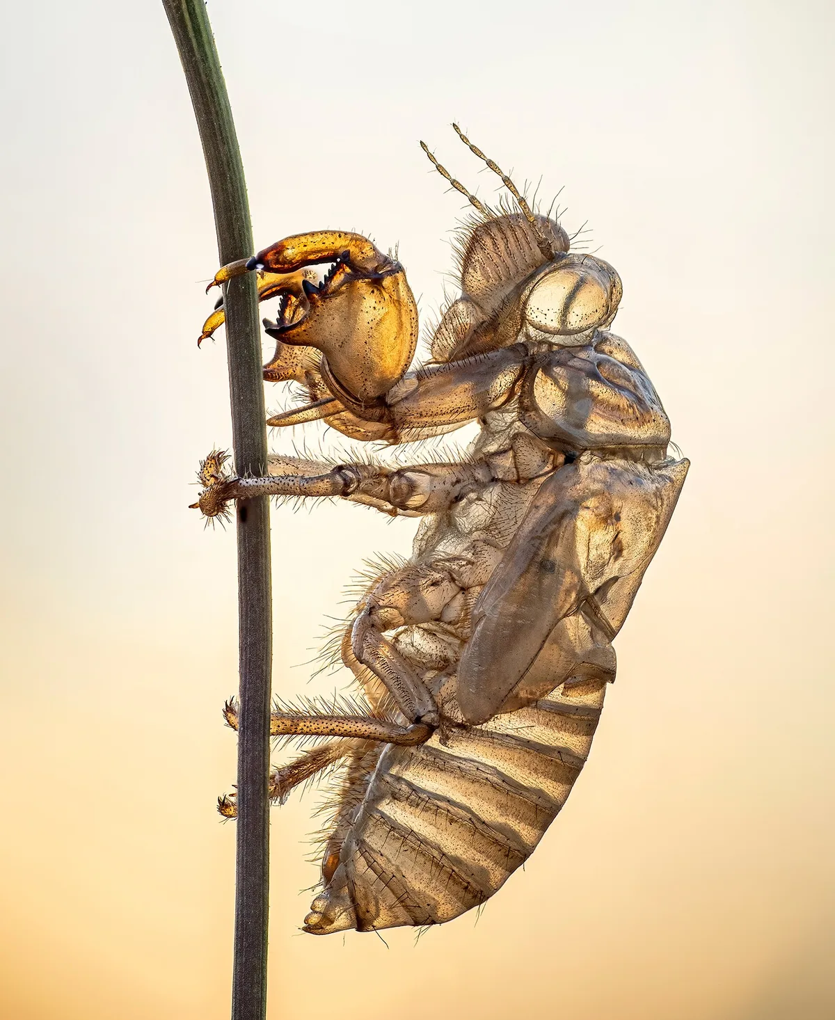 Insects-Tony North-Ash Cicada Exuvia-CUPOTY 7