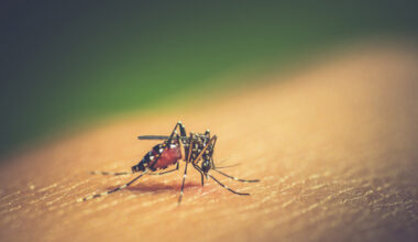 JE claims 34 lives, 76 percent of victims above 40 years