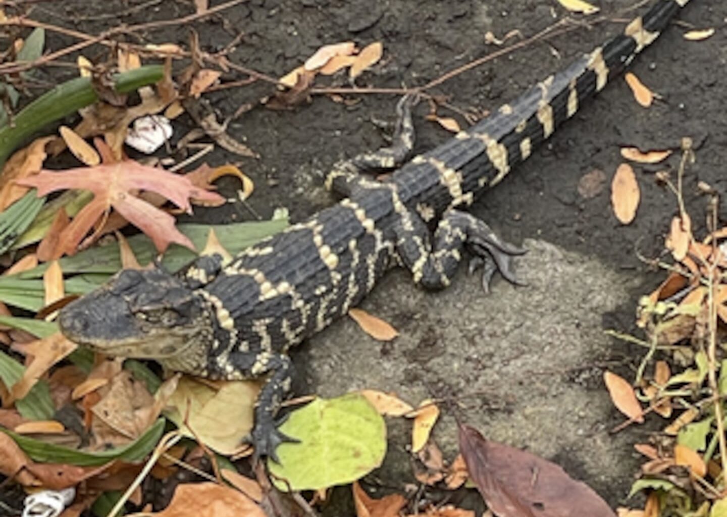 Small alligator seen near Charles River rescued