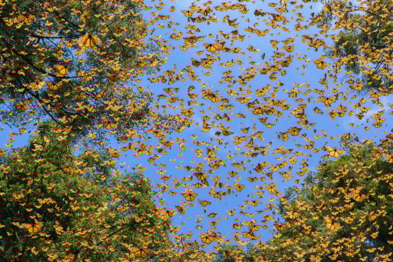 Thousands of orange and black monarch butterflies fill the sky above green trees, seen from below, with a bright blue sky visible through the dense swarm.