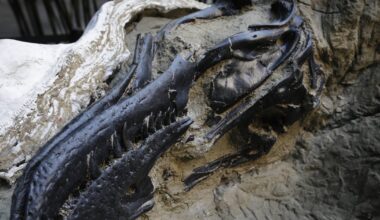 What is a nanotyrannus? New study reveals it is a species all its own – Deseret News