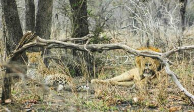 Leopard and lion Tales from the Bush